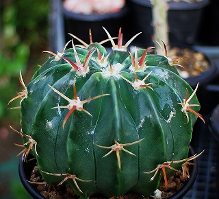 綾波の短狂刺とモンスト種とチビハナキリン | ☆ガマンマの ニク・サボ