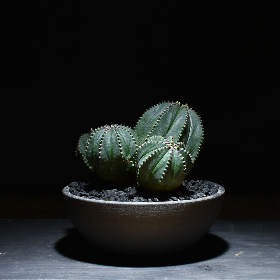 ユーフォルビア オベサ×バリダ 