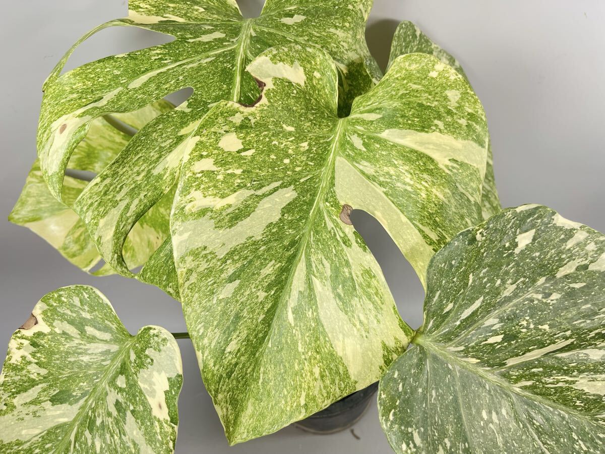 j*@様 ms30モンステラ デリシオーサ レガシー 斑入り legacy Va 超希少